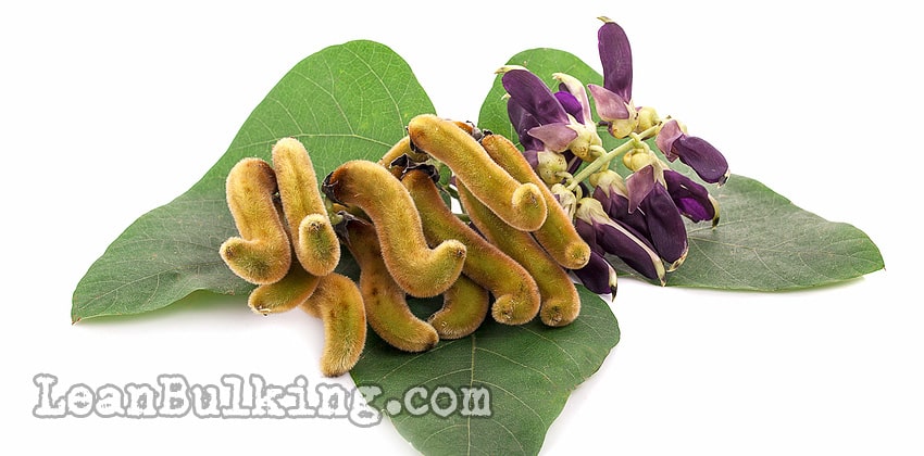 Mucuna-Pruriens-Dosage-for-Testosterone-2